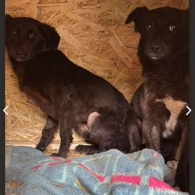 Tierschutzhunde suchen ein Zuhause-Beitrag-Bild