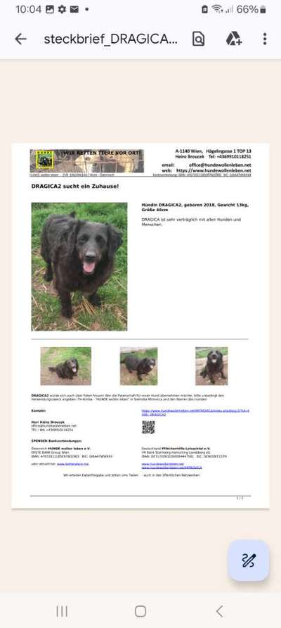 Tierschutzhunde suchen ein Zuhause-Beitrag-Bild