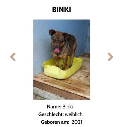 Tierschutzhunde suchen ein Zuhause-Beitrag-Bild