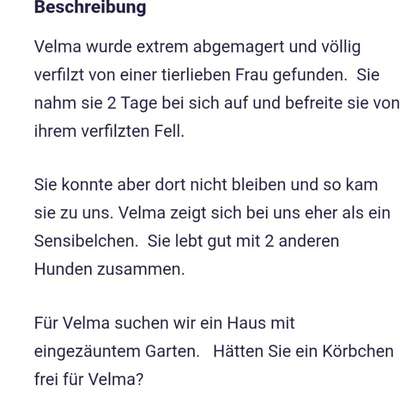 Tierschutzhunde suchen ein Zuhause-Beitrag-Bild