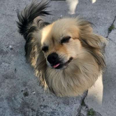 Tierschutzhunde suchen ein Zuhause-Beitrag-Bild