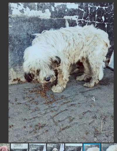 Tierschutzhunde suchen ein Zuhause-Beitrag-Bild