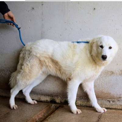 Tierschutzhunde suchen ein Zuhause-Beitrag-Bild
