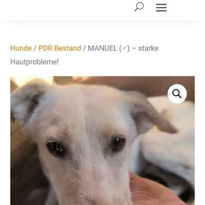 Tierschutzhunde suchen ein Zuhause-Beitrag-Bild