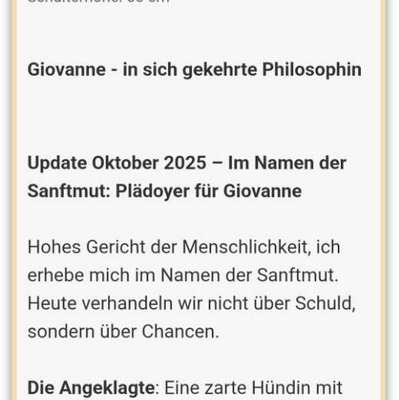 Tierschutzhunde suchen ein Zuhause-Beitrag-Bild