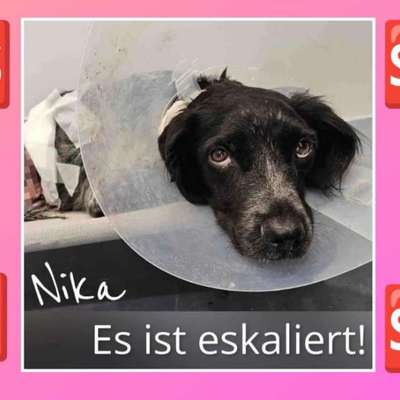 Tierschutzhunde suchen ein Zuhause-Beitrag-Bild