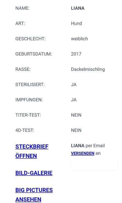Tierschutzhunde suchen ein Zuhause-Beitrag-Bild