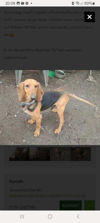 Tierschutzhunde suchen ein Zuhause-Beitrag-Bild