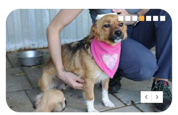 Tierschutzhunde suchen ein Zuhause-Beitrag-Bild