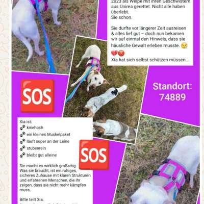 Tierschutzhunde suchen ein Zuhause-Beitrag-Bild