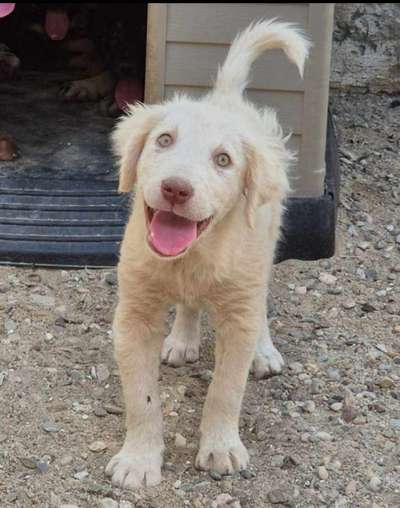 Tierschutzhunde suchen ein Zuhause-Beitrag-Bild