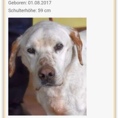Tierschutzhunde suchen ein Zuhause-Beitrag-Bild