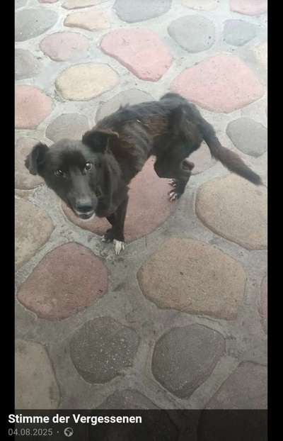 Tierschutzhunde suchen ein Zuhause-Beitrag-Bild