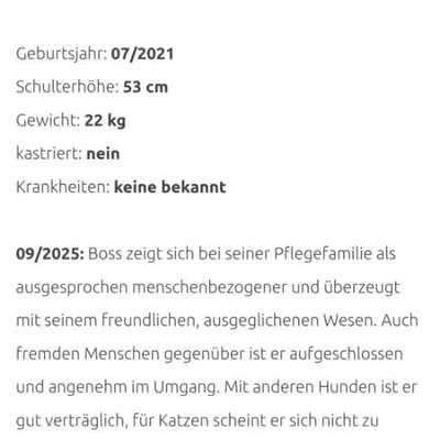 Tierschutzhunde suchen ein Zuhause-Beitrag-Bild