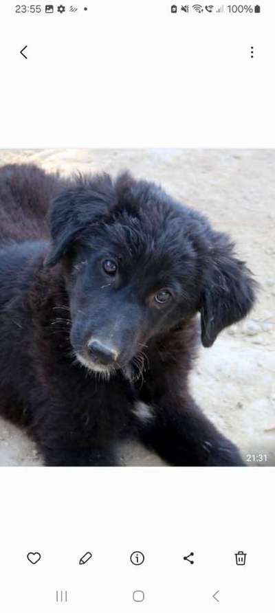 Tierschutzhunde suchen ein Zuhause-Beitrag-Bild