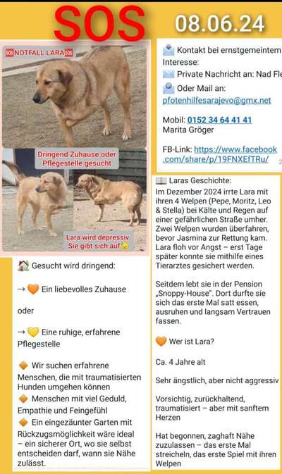 Tierschutzhunde suchen ein Zuhause-Beitrag-Bild