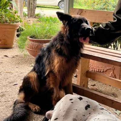 Tierschutzhunde suchen ein Zuhause-Beitrag-Bild