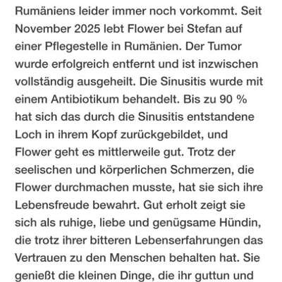 Tierschutzhunde suchen ein Zuhause-Beitrag-Bild