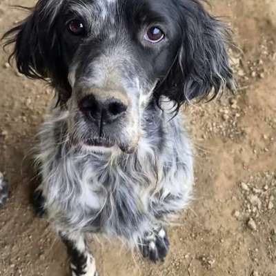 Tierschutzhunde suchen ein Zuhause-Beitrag-Bild