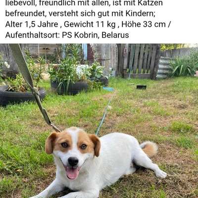 Tierschutzhunde suchen ein Zuhause-Beitrag-Bild