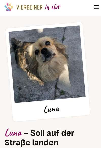 Tierschutzhunde suchen ein Zuhause-Beitrag-Bild