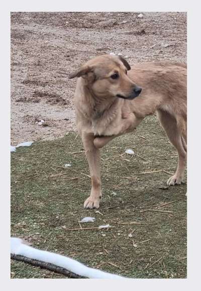 Tierschutzhunde suchen ein Zuhause-Beitrag-Bild