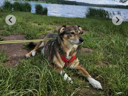 Tierschutzhunde suchen ein Zuhause-Beitrag-Bild