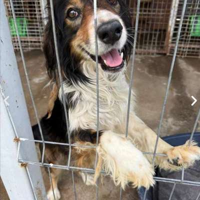 Tierschutzhunde suchen ein Zuhause-Beitrag-Bild