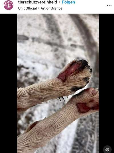 Tierschutzhunde suchen ein Zuhause-Beitrag-Bild