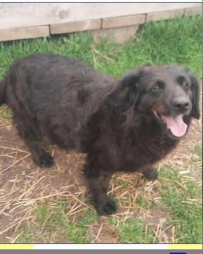 Tierschutzhunde suchen ein Zuhause-Beitrag-Bild