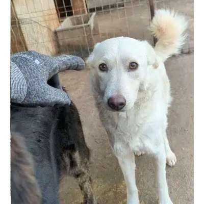 Tierschutzhunde suchen ein Zuhause-Beitrag-Bild