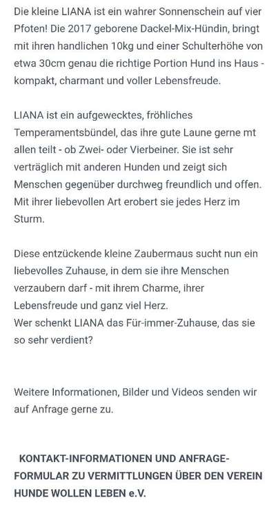 Tierschutzhunde suchen ein Zuhause-Beitrag-Bild