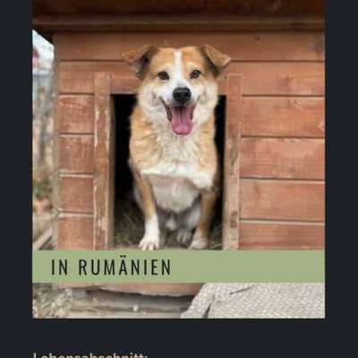 Tierschutzhunde suchen ein Zuhause-Beitrag-Bild