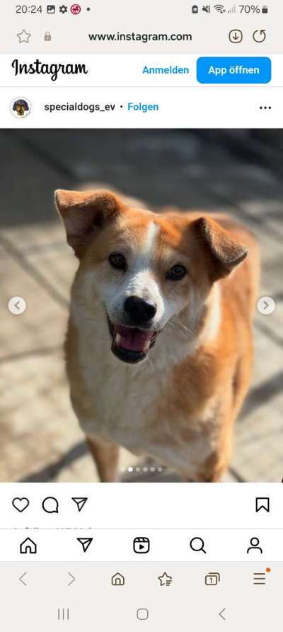 Tierschutzhunde suchen ein Zuhause-Beitrag-Bild