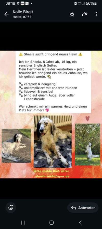 Tierschutzhunde suchen ein Zuhause-Beitrag-Bild