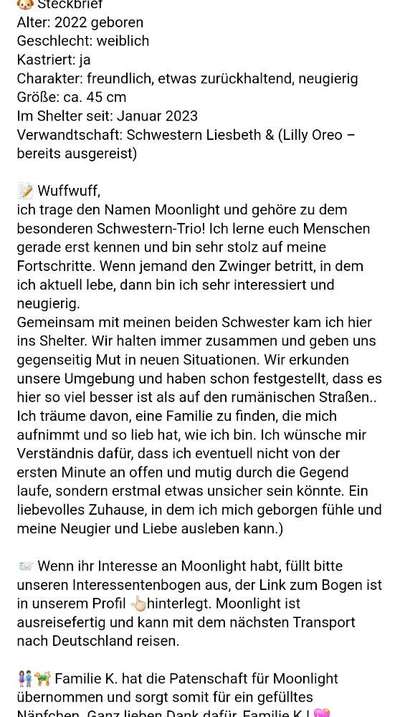 Tierschutzhunde suchen ein Zuhause-Beitrag-Bild