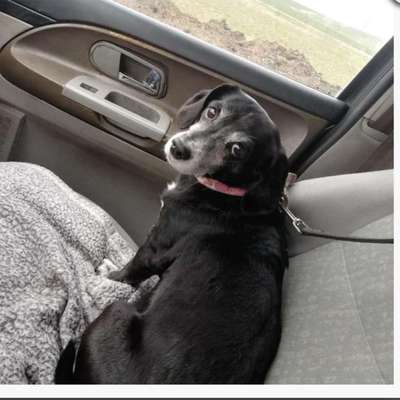 Tierschutzhunde suchen ein Zuhause-Beitrag-Bild