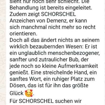 Tierschutzhunde suchen ein Zuhause-Beitrag-Bild