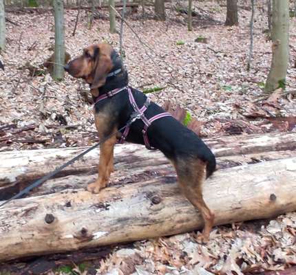 Reinrassige Hunde?-Beitrag-Bild