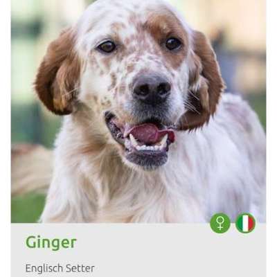 Tierschutzhunde suchen ein Zuhause-Beitrag-Bild