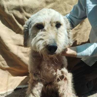 Tierschutzhunde suchen ein Zuhause-Beitrag-Bild