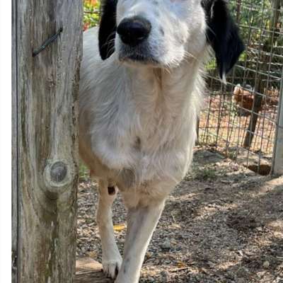 Tierschutzhunde suchen ein Zuhause-Beitrag-Bild
