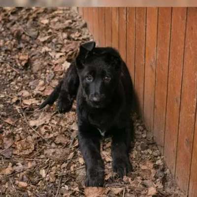 Tierschutzhunde suchen ein Zuhause-Beitrag-Bild