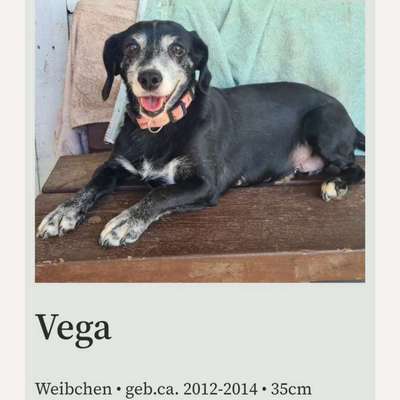 Tierschutzhunde suchen ein Zuhause-Beitrag-Bild