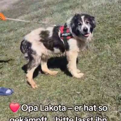 Tierschutzhunde suchen ein Zuhause-Beitrag-Bild