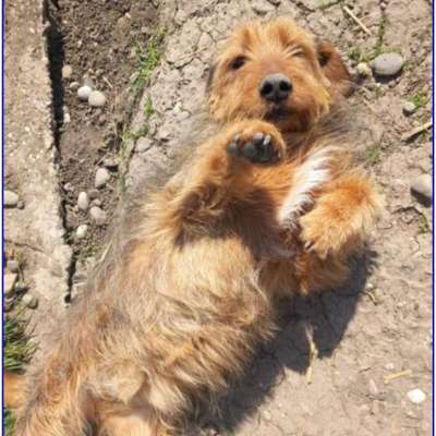 Tierschutzhunde suchen ein Zuhause-Beitrag-Bild