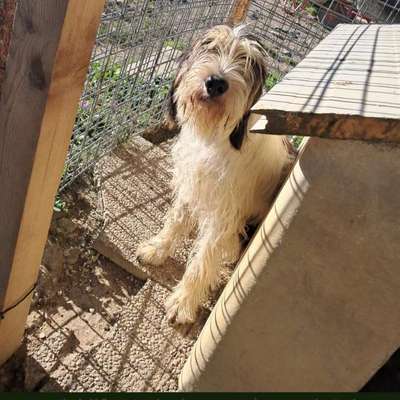 Tierschutzhunde suchen ein Zuhause-Beitrag-Bild