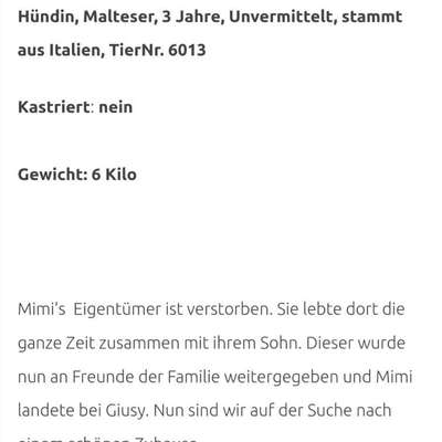 Tierschutzhunde suchen ein Zuhause-Beitrag-Bild