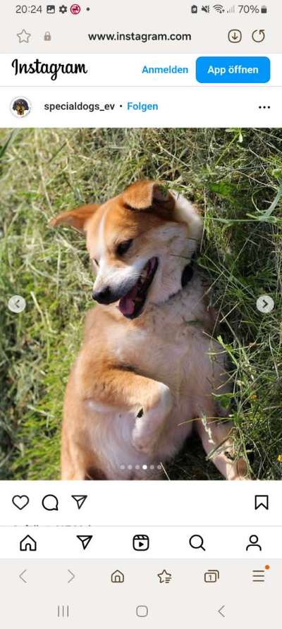 Tierschutzhunde suchen ein Zuhause-Beitrag-Bild