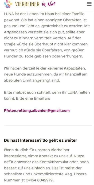 Tierschutzhunde suchen ein Zuhause-Beitrag-Bild